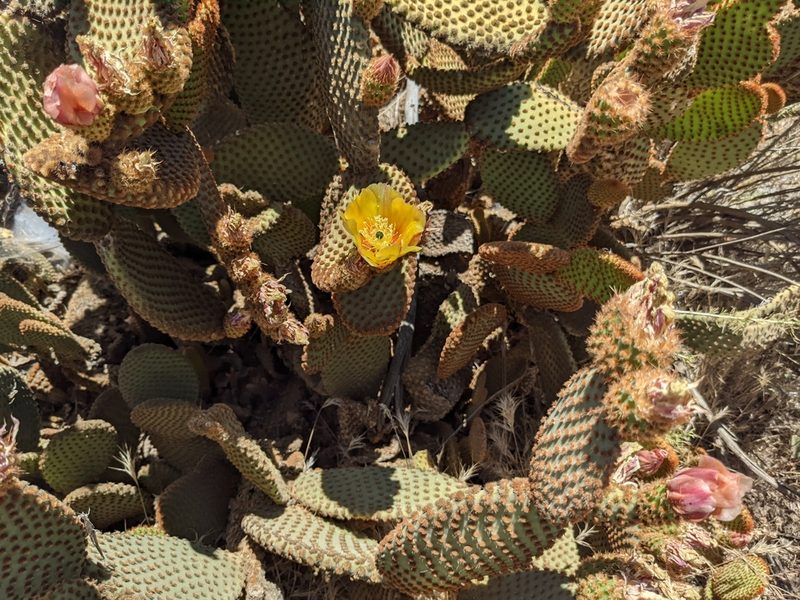 Opuntia microdasys, photographed by sdash