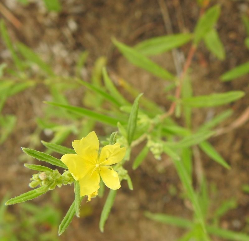 Crocanthemum georgianum, photographed by saltyhiker