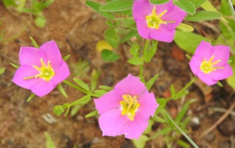 Sabatia campestris, photographed by saltyhiker