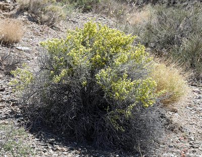 Tetradymia axillaris, photographed by Steve Matson