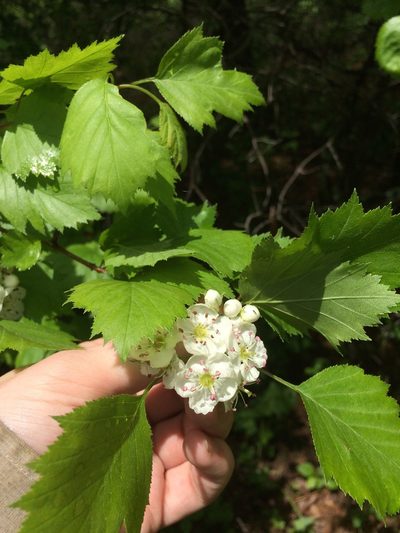 Crataegus flabellata, photographed by Étienne Lacroix-Carignan