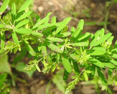Lespedeza cuneata, photographed by saltyhiker