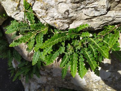 Asplenium ceterach, photographed by carnifex