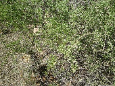 Lycium pallidum, photographed by bmasinton