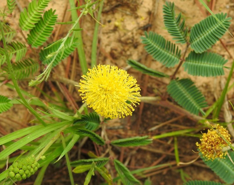 Neptunia lutea, photographed by saltyhiker