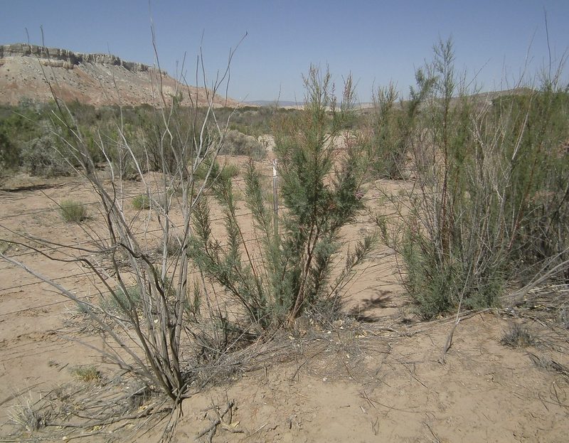 Tamarix ramosissima, photographed by bmasinton