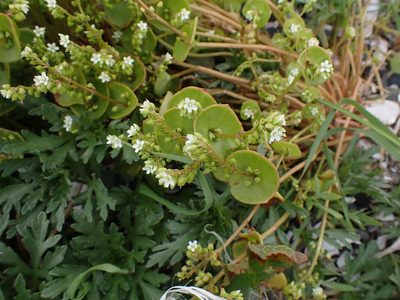 Claytonia perfoliata, photographed by Randal