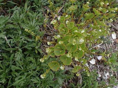 Claytonia perfoliata, photographed by Randal