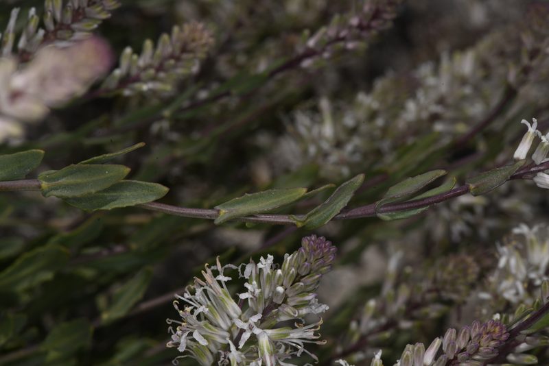 Thelypodium crispum, photographed by Trevor Van Loon