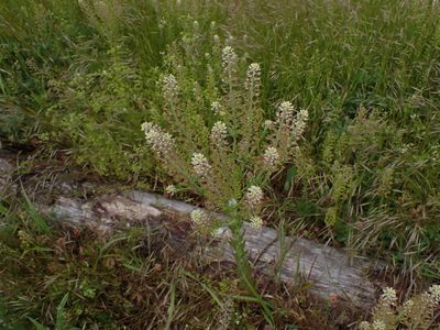 Lepidium campestre, photographed by Randal
