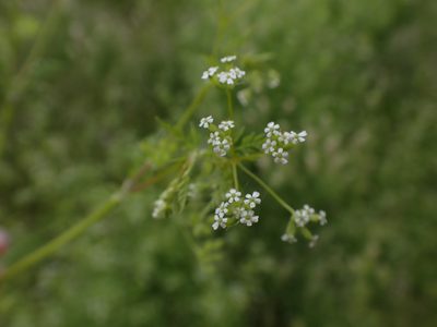 Anthriscus caucalis, photographed by Randal