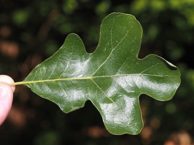 Quercus stellata, photographed by Jeff Clark