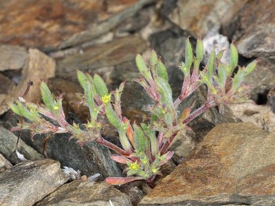 Chorizanthe watsonii, photographed by Steve Matson