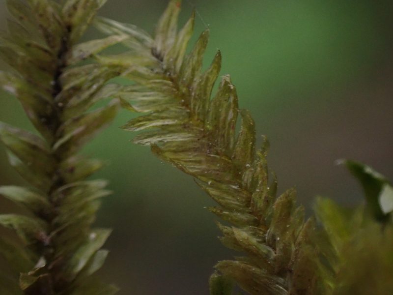 Dannorrisia bigelovii, photographed by Randal