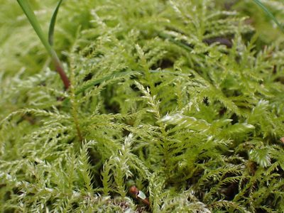 Kindbergia oregana, photographed by Randal