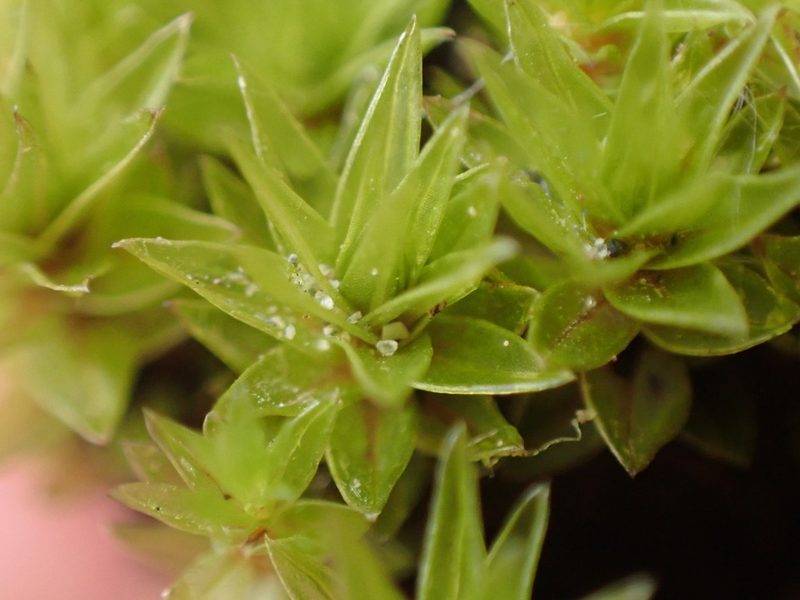 Ptychostomum pseudotriquetrum, photographed by Randal