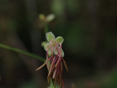 Thalictrum occidentale, photographed by Randal