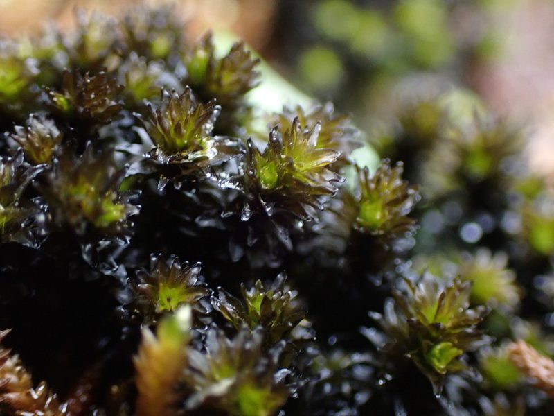 Scouleria aquatica, photographed by Randal