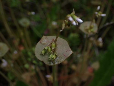Claytonia perfoliata, photographed by Randal
