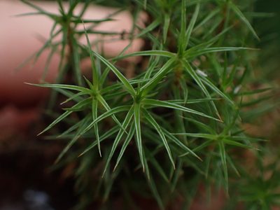 Polytrichum juniperinum, photographed by Randal