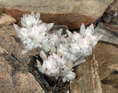 Stylocline psilocarphoides, photographed by Steve Matson