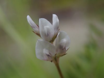 Vicia hirsuta, photographed by Randal