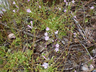 Montia parvifolia, photographed by Randal