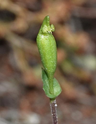 Disperis bodkinii, photographed by desertnaturalist