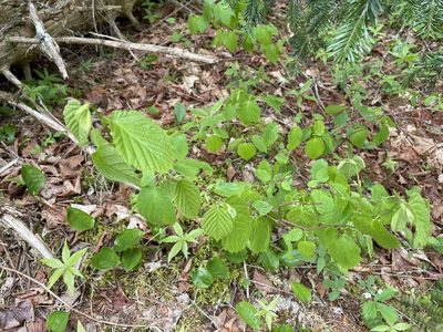 Corylus cornuta, photographed by Mary E. Macaulay, P.Eng.