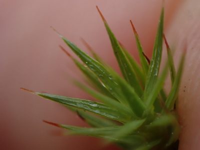 Polytrichum juniperinum, photographed by Randal