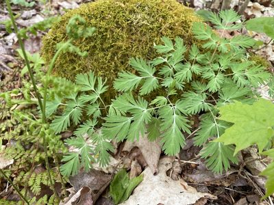 Dicentra cucullaria, photographed by Mary E. Macaulay, P.Eng.