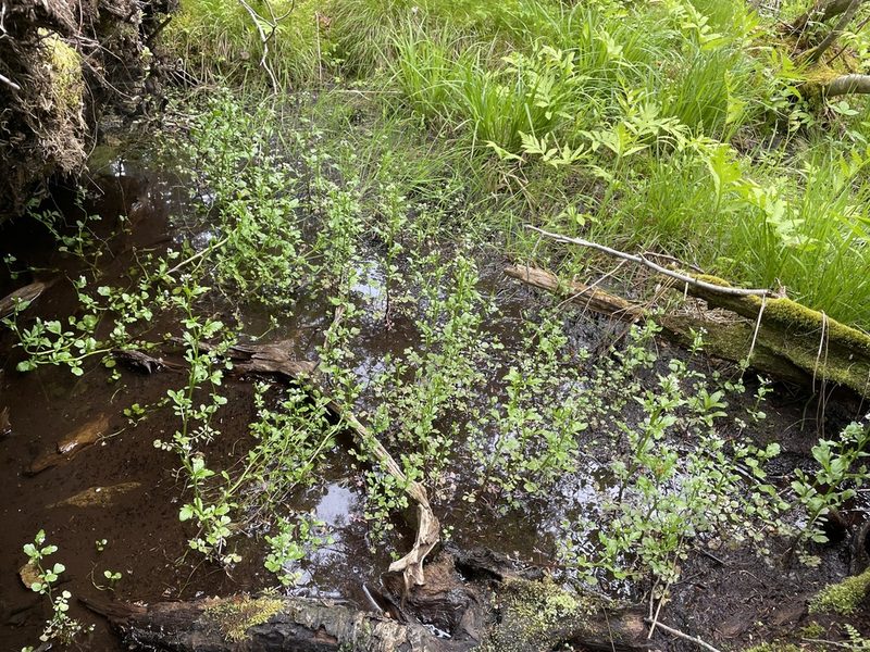 Cardamine pensylvanica, photographed by Mary E. Macaulay, P.Eng.