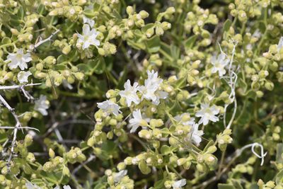 Mirabilis laevis, photographed by Trevor Van Loon
