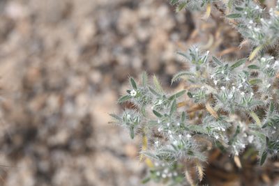 Greeneocharis circumscissa