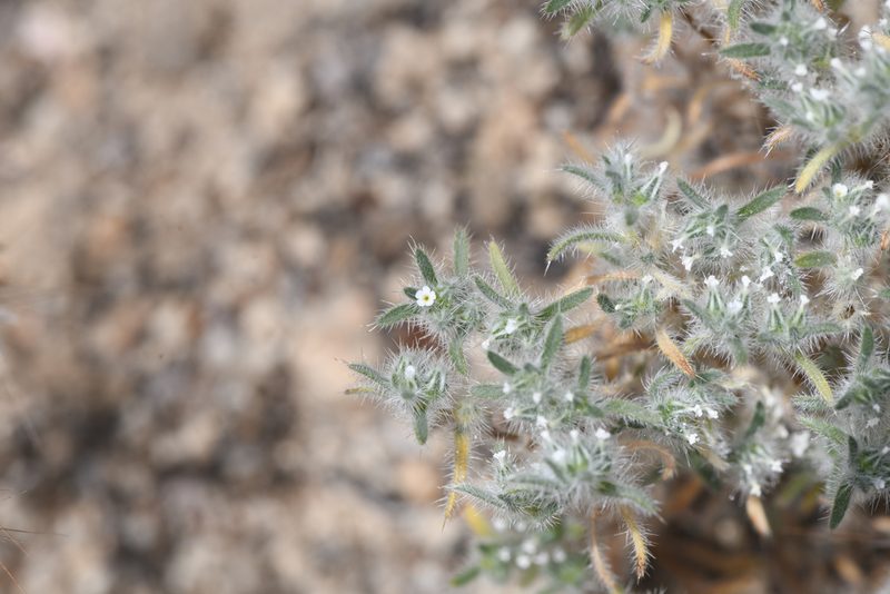 Greeneocharis circumscissa, photographed by Trevor Van Loon