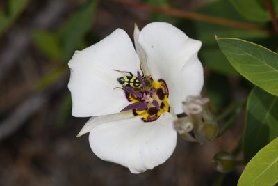 Calochortus bruneaunis, photographed by Trevor Van Loon