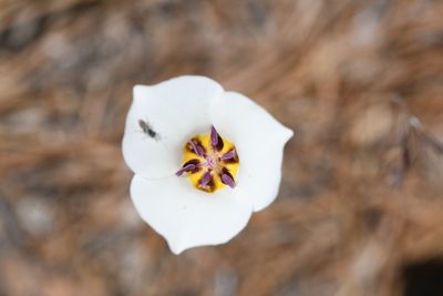 Calochortus bruneaunis, photographed by Trevor Van Loon
