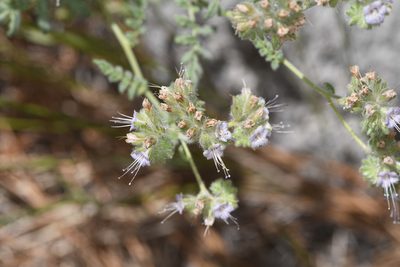 Phacelia ramosissima, photographed by Trevor Van Loon