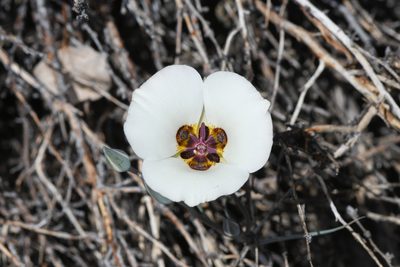 Calochortus bruneaunis, photographed by Trevor Van Loon