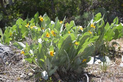 Wyethia mollis