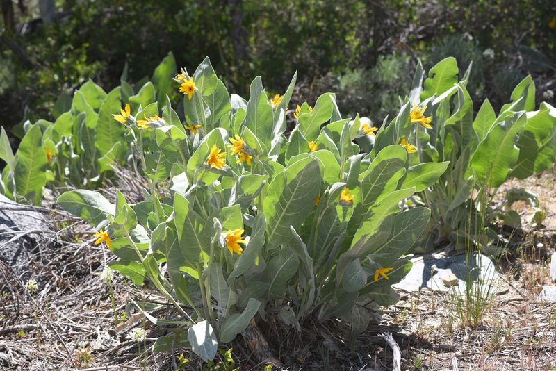 Wyethia mollis, photographed by Trevor Van Loon