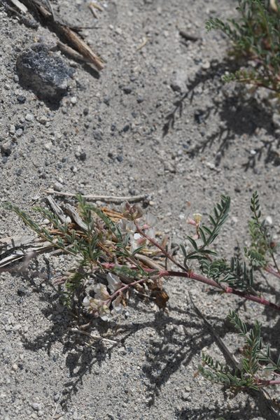 Astragalus johannis-howellii, photographed by Trevor Van Loon