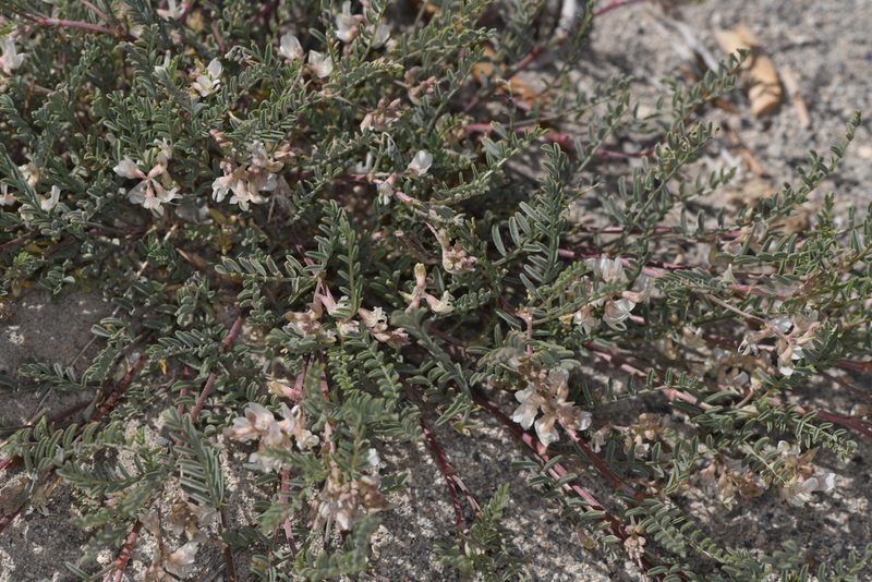 Astragalus johannis-howellii, photographed by Trevor Van Loon