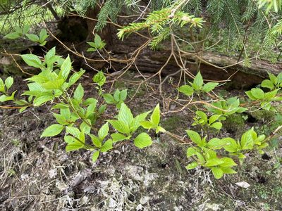 Cornus alternifolia, photographed by Mary E. Macaulay, P.Eng.