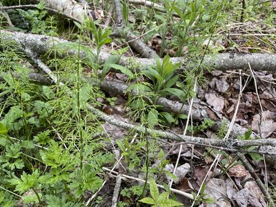 Equisetum sylvaticum, photographed by Mary E. Macaulay, P.Eng.
