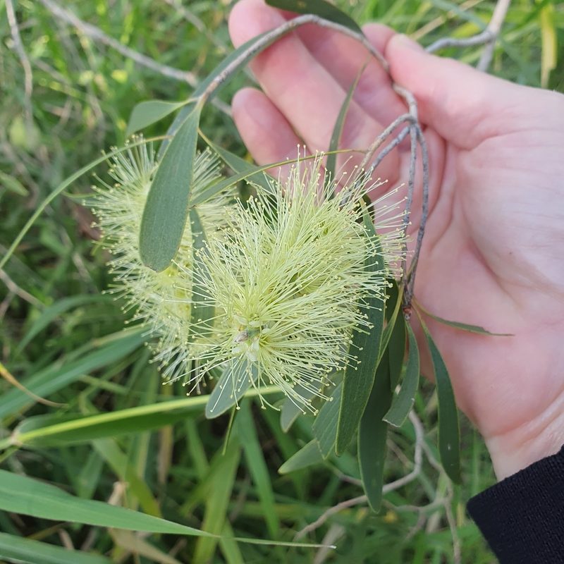 Melaleuca fluviatilis, photographed by Bethlea Bell