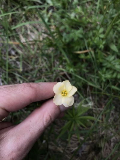 Polemonium carneum, photographed by Daniel Kennedy