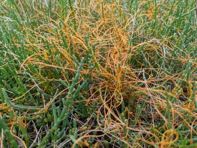 Cuscuta pacifica, photographed by John A Haskins