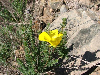 Balbisia peduncularis, photographed by Cesar Ormazabal