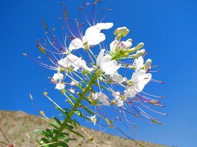 Cleome chilensis, photographed by Cesar Ormazabal